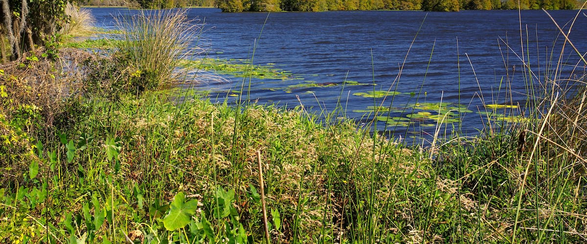 A calm lake with dense trees in the background and lush greenery in the foreground.