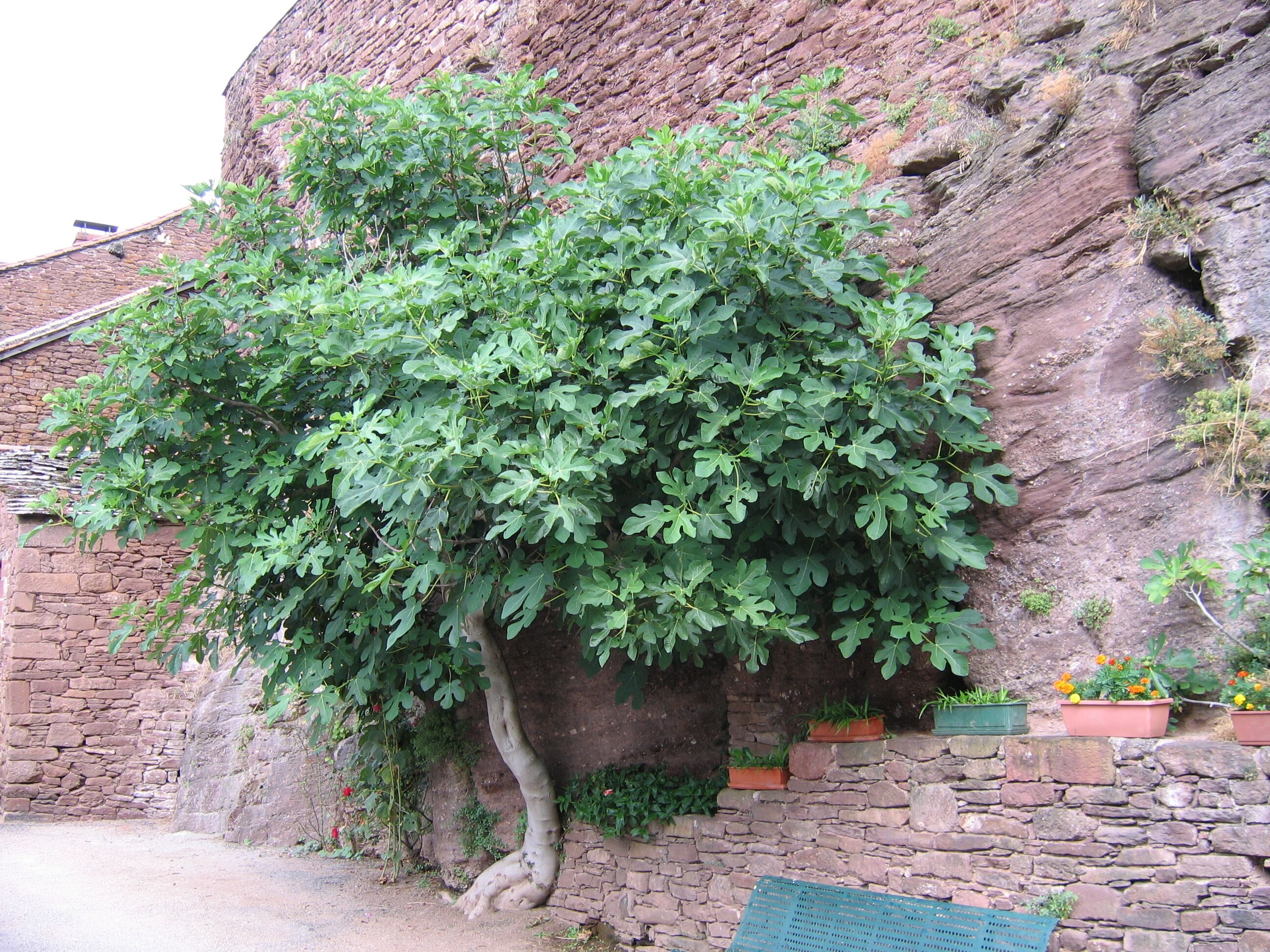 Figuier le long des murailles à Combret