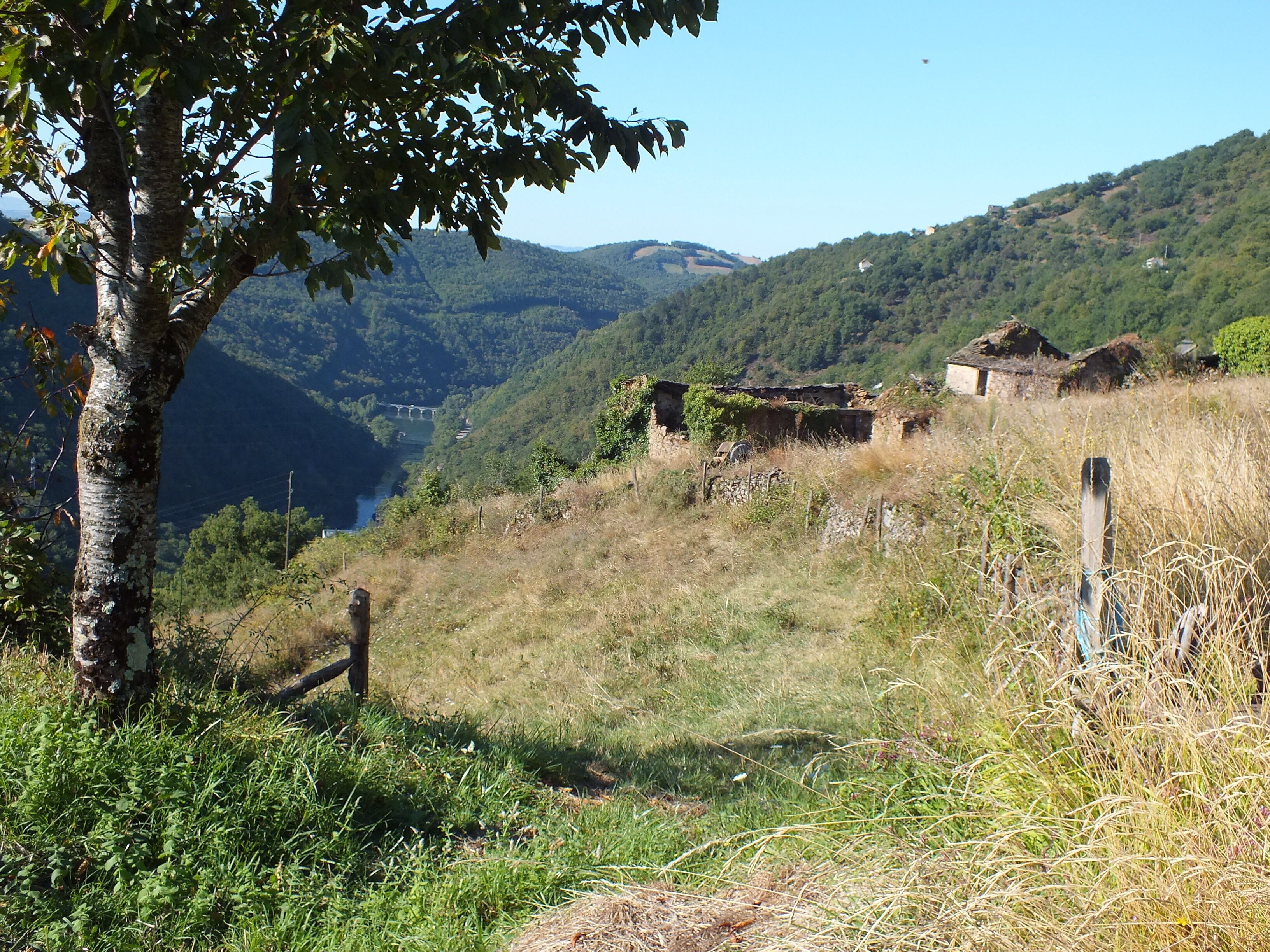 A rural landscape with a tree, grassy fields, and a distant view of a valley with a bridge.