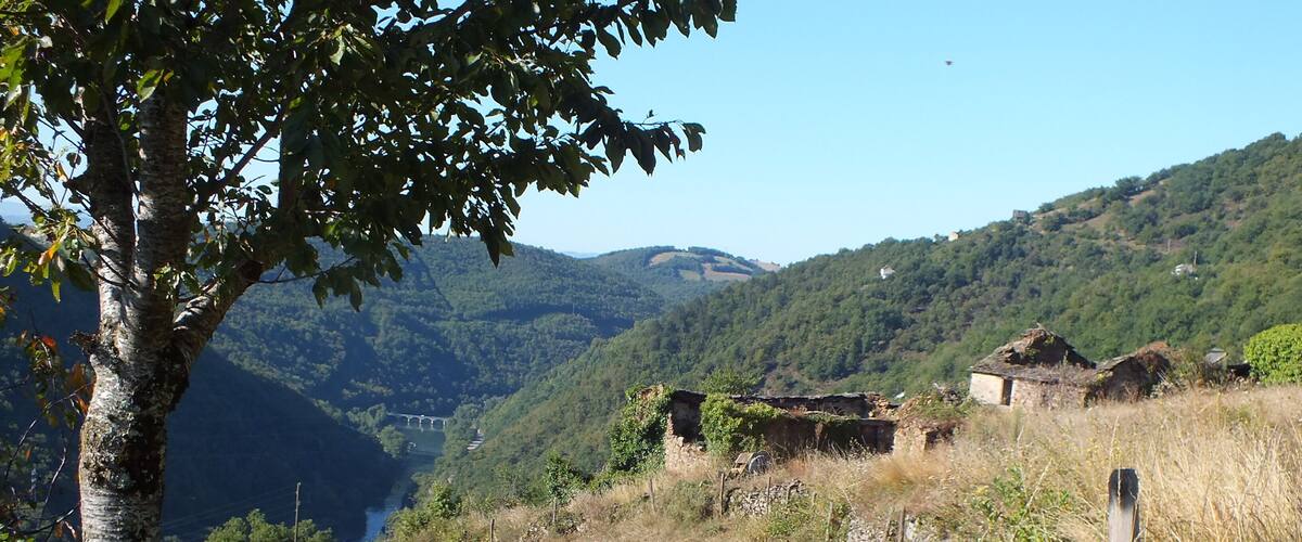 A rural landscape with a tree, grassy fields, and a distant view of a valley with a bridge.