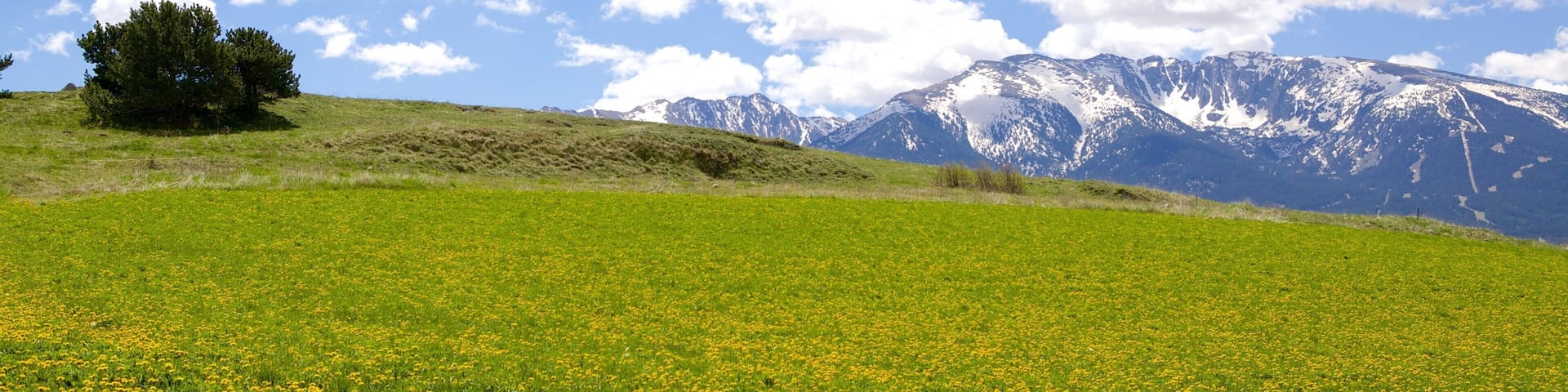 A green field with yellow flowers, a lone tree, and snow-capped mountains under a blue sky with clouds.
