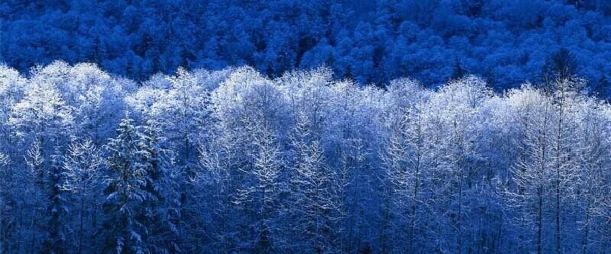 A dense forest with snow-covered trees.