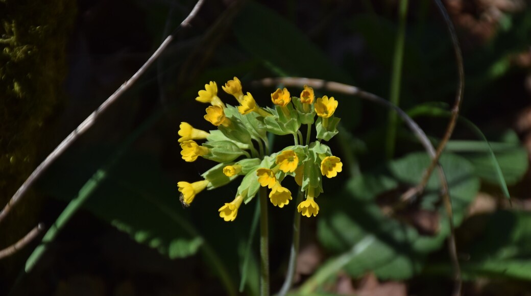 Primula veris in Bezonnes, Rodelle, Aveyron, France
