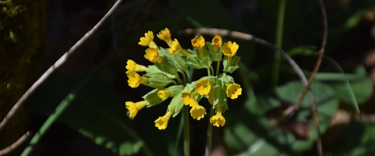 A cluster of yellow flowers with green leaves in a natural setting.