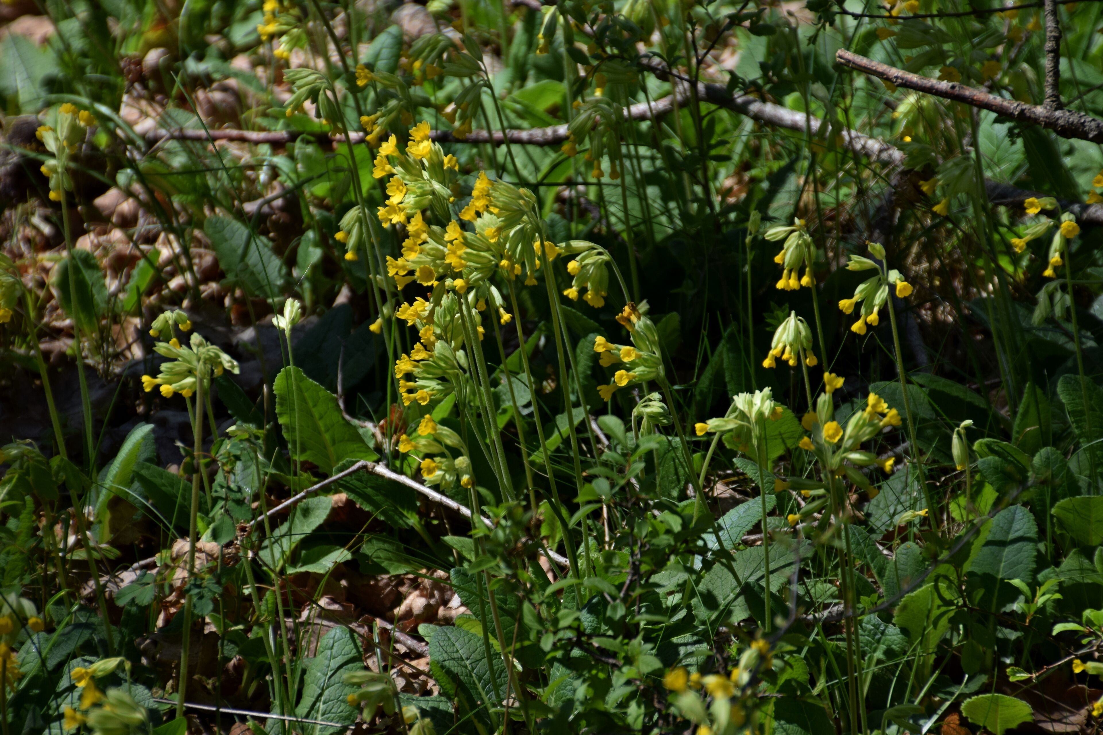 Primula veris in Bezonnes, Rodelle, Aveyron, France
