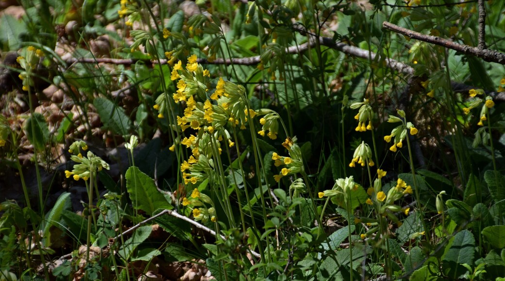 Primula veris in Bezonnes, Rodelle, Aveyron, France