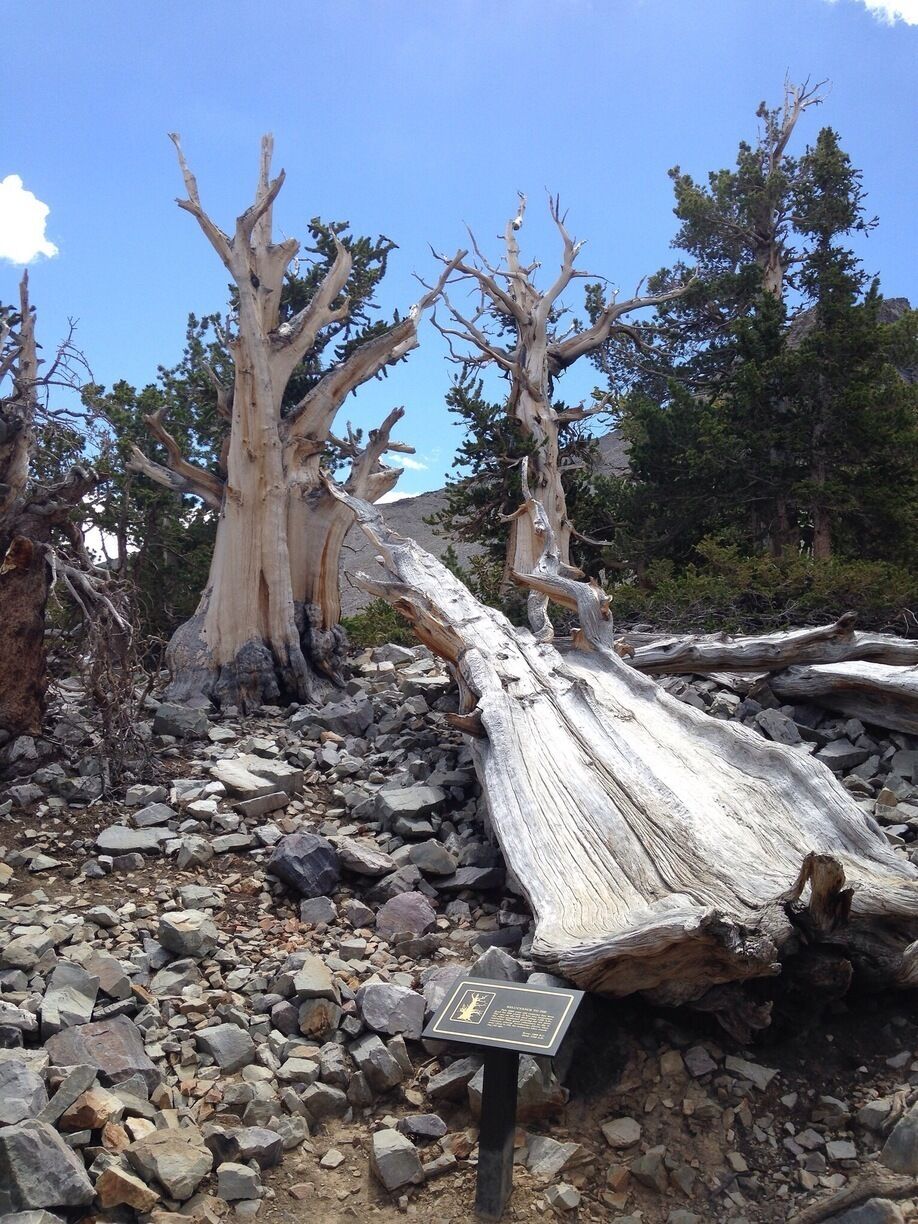A fallen tree with a sign in a rocky terrain.
