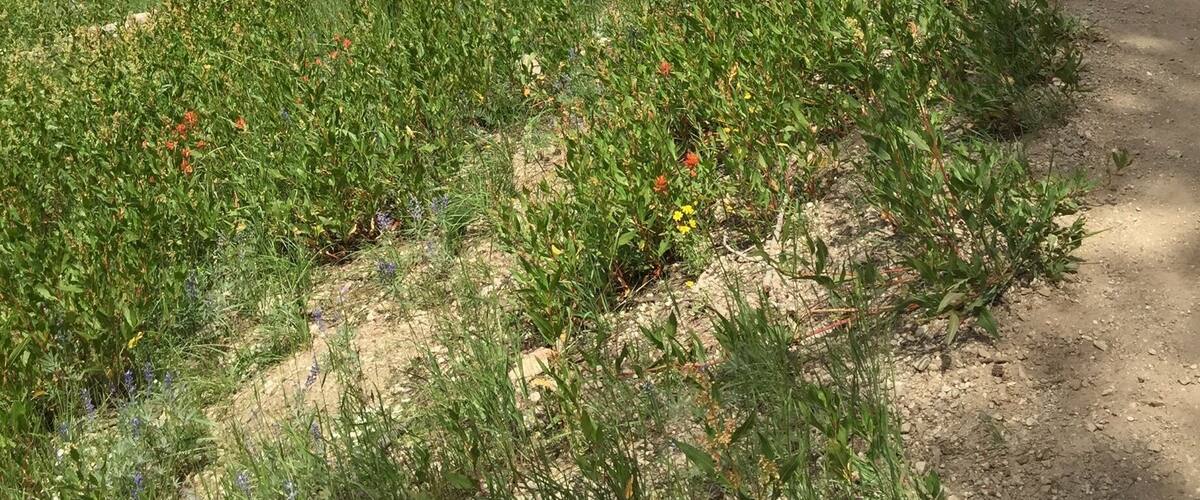 #weekendgetaway
Gorgeous hike in the Ruby Mountains in northeastern Nevada. the wild flowers are in bloom and the views are spectacular!