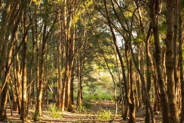 Less than 6km from the CBD, this little pocket of forest is a little oasis gem. A great spot to just unwind in an otherwise busy location. #hometown