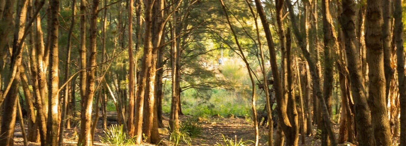 Less than 6km from the CBD, this little pocket of forest is a little oasis gem. A great spot to just unwind in an otherwise busy location. #hometown