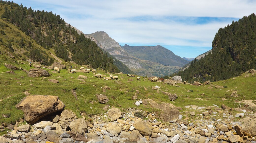 Flock of sheep on the stony meadow in the mountain valley nearby resort of Gavarnie, Pyrenees