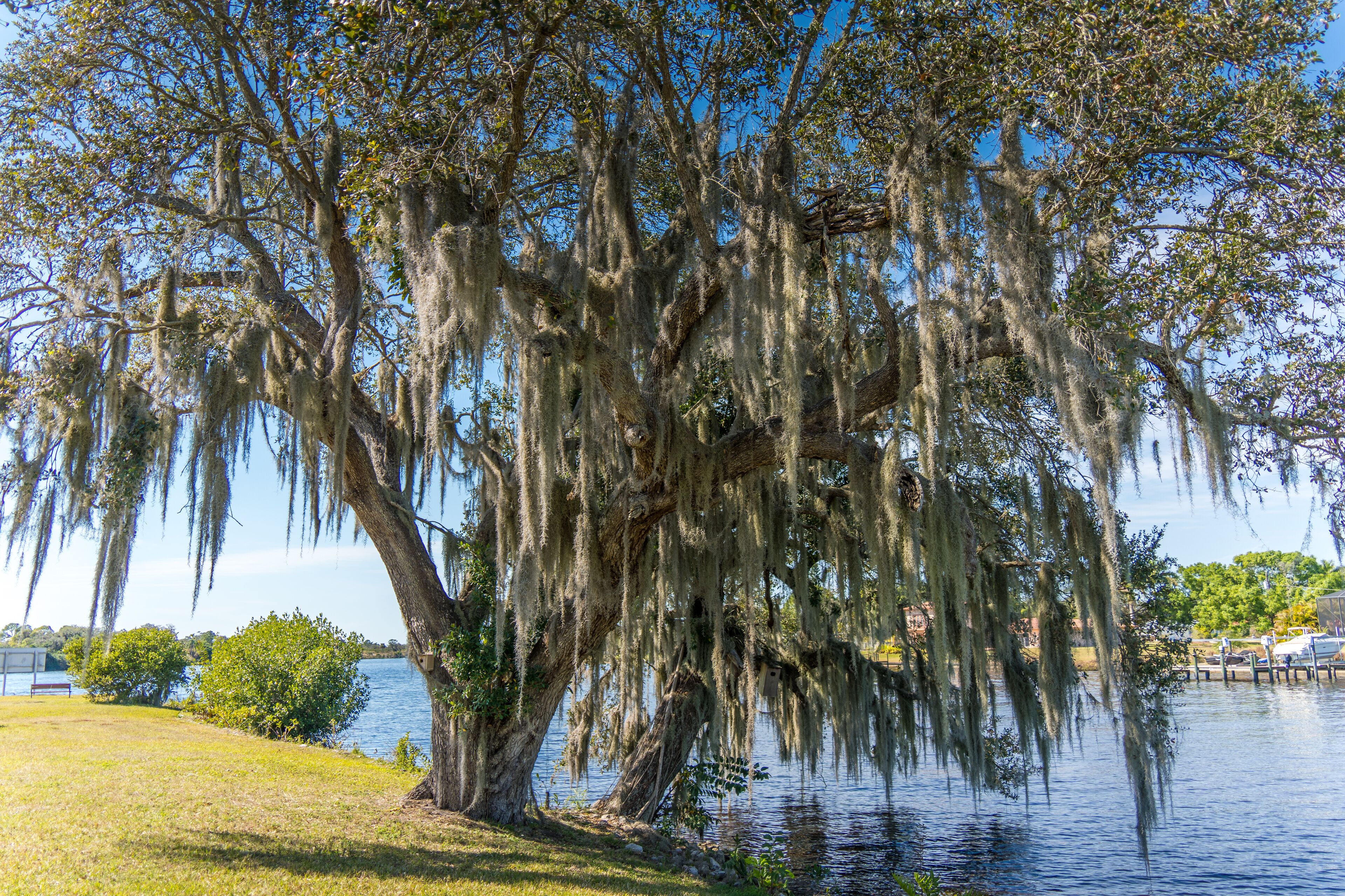 Large Oak Tree with Moss