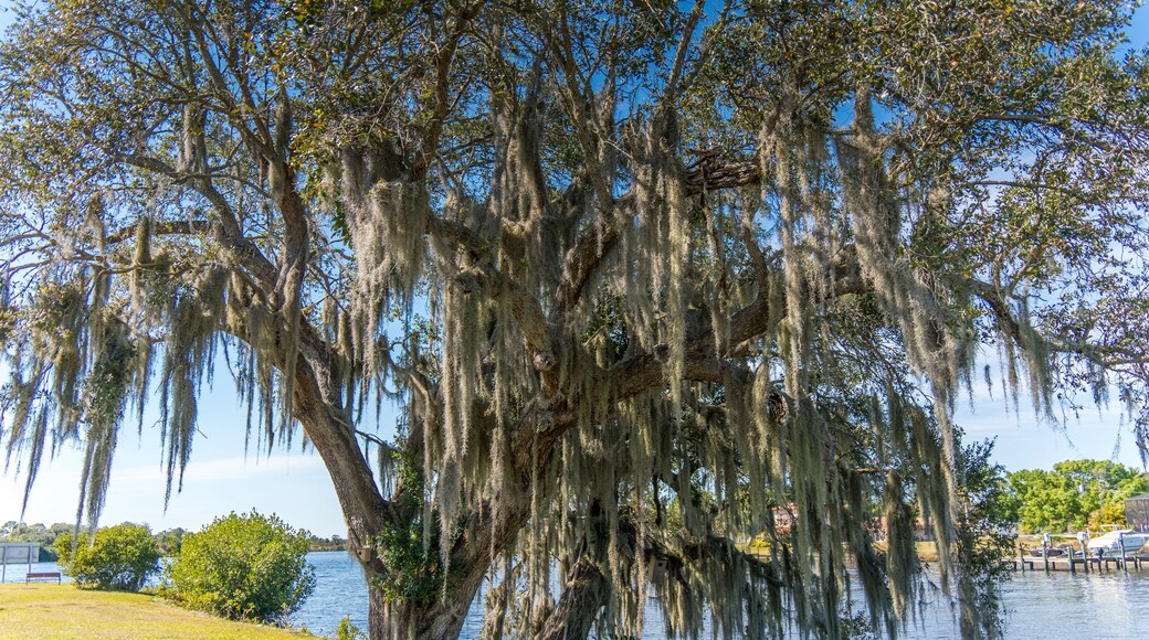 Large Oak Tree with Moss