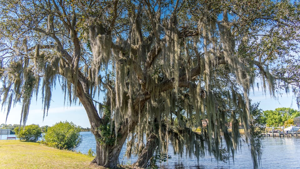 A large tree with Spanish moss hanging over a body of water.