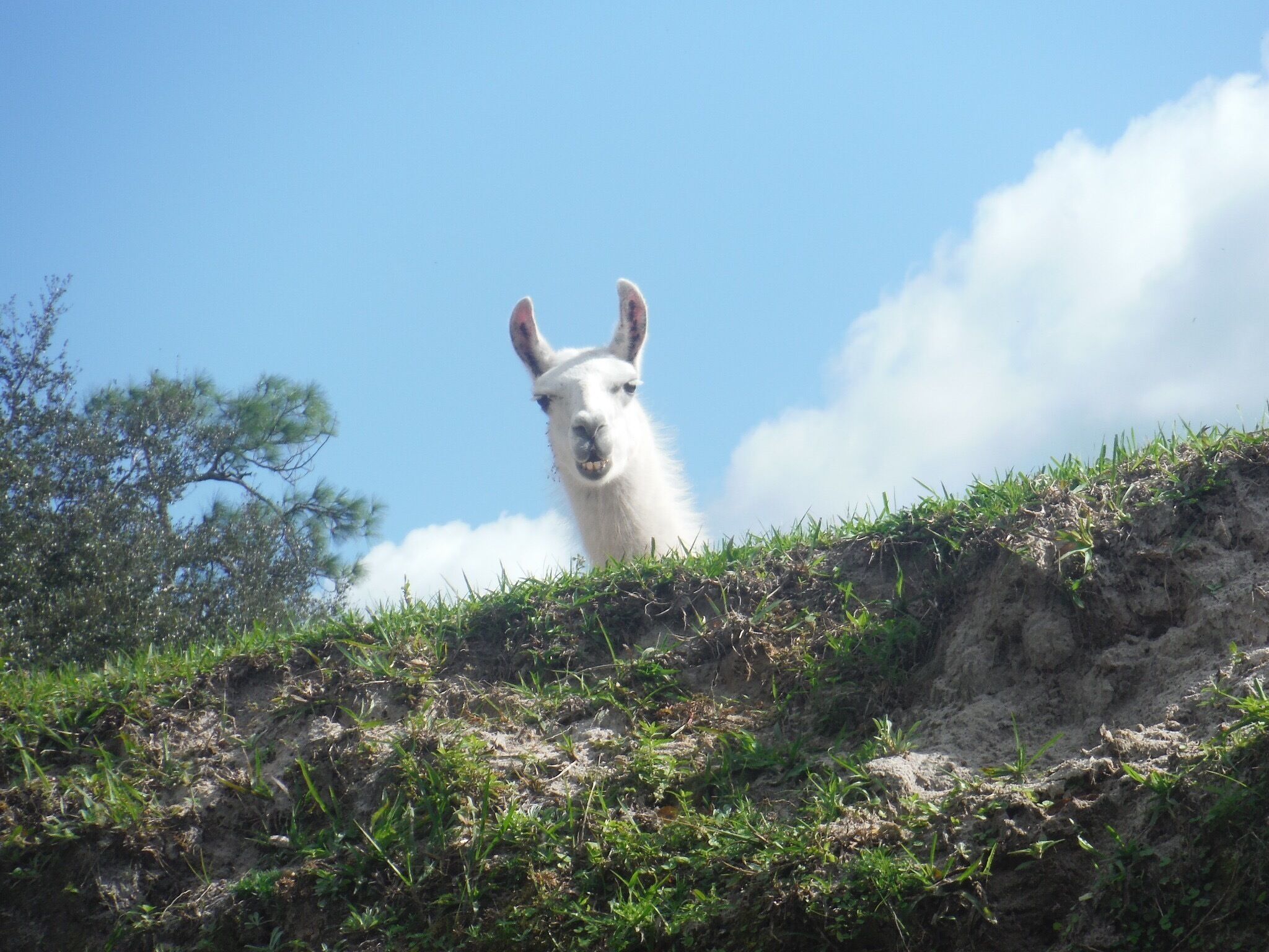 You just never know what is hanging out on the banks on Telegraph Creek! Great day for kayaking