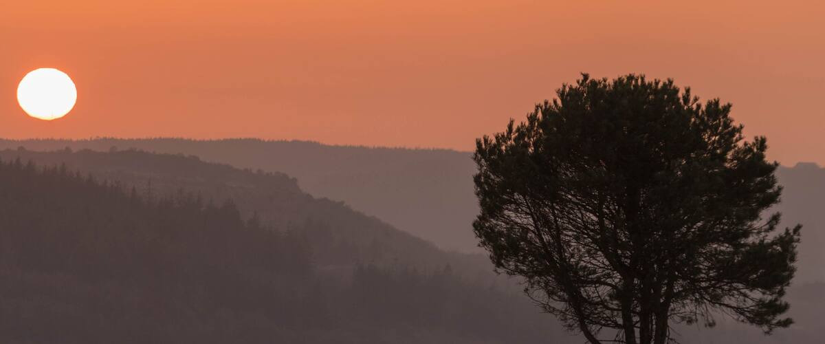 A lone tree silhouetted against a sunset with a hazy mountain range in the background.
