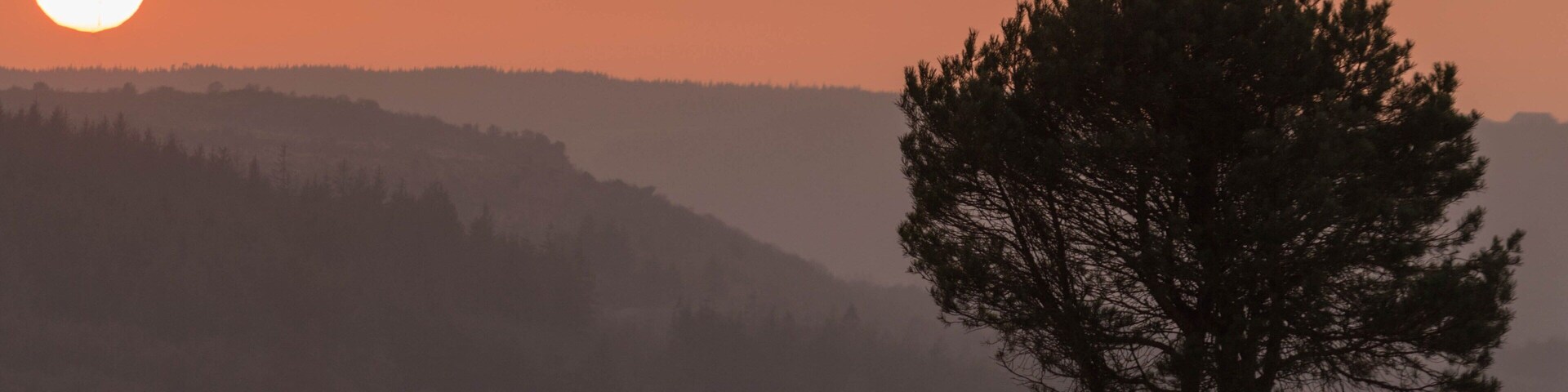 A lone tree silhouetted against a sunset with a hazy mountain range in the background.