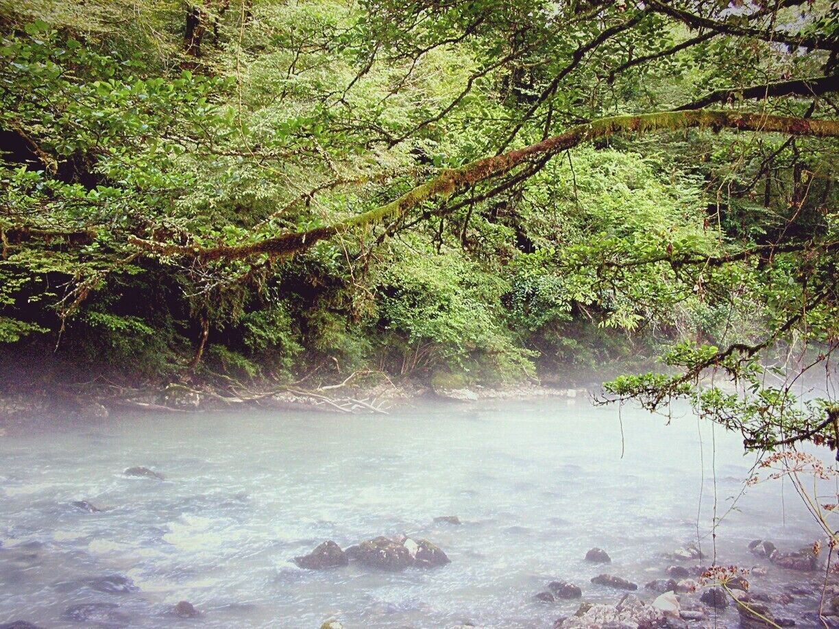 Bichvinta-Miusera Nature Reserve