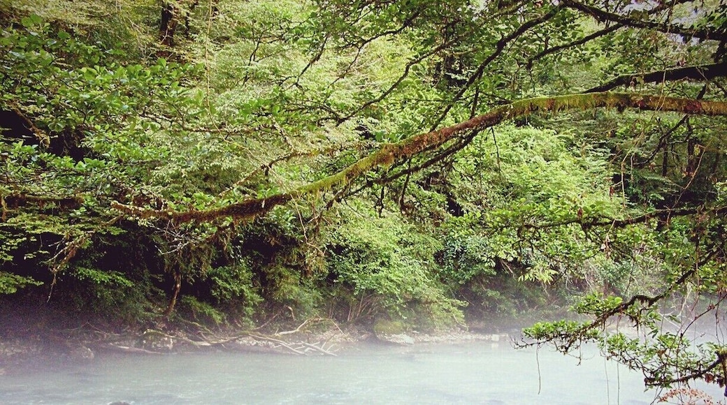 Bichvinta-Miusera Nature Reserve