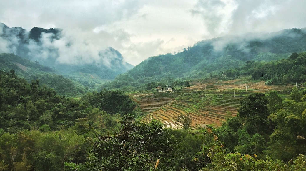 Rice paddies for days 🌾 #vietnam