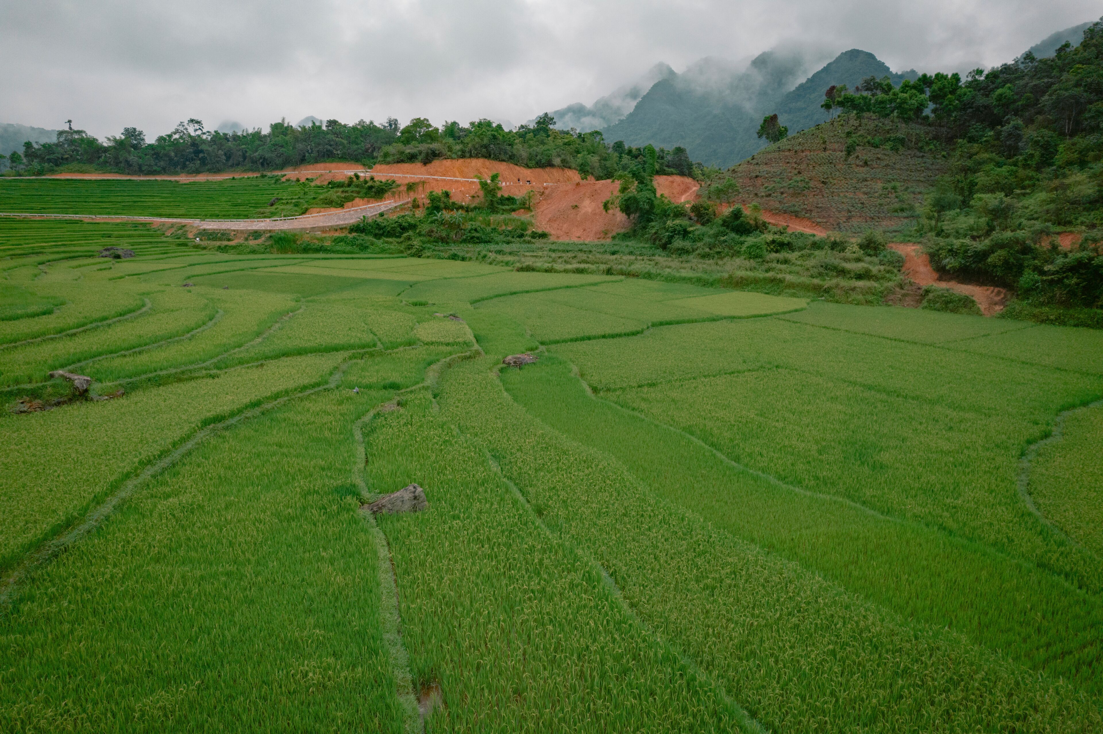 Terraced rice fields with a mountain backdrop.