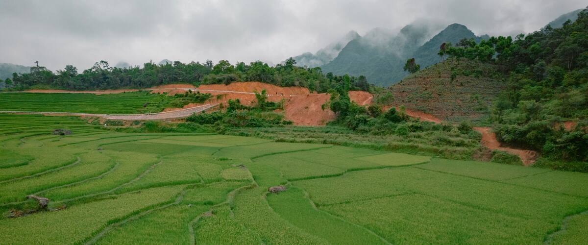 Terraced rice fields with a mountain backdrop.
