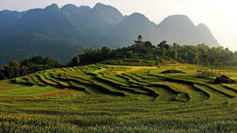 Terraced rice fields with mountains in the background.