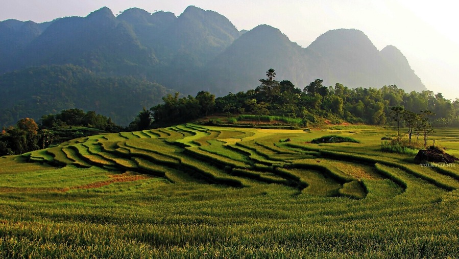SẮC MÀU CỦA LÚA