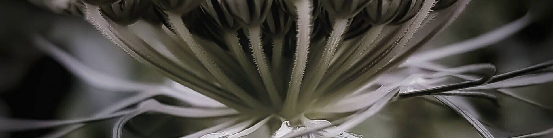 Had a play around with macro shots n this is just a beautiful weed amongst bush at the farm