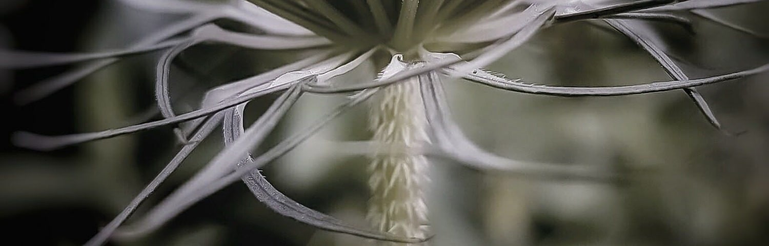 Had a play around with macro shots n this is just a beautiful weed amongst bush at the farm