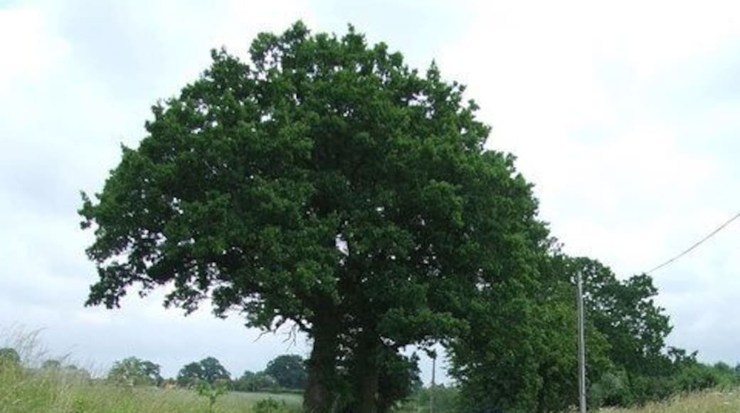 Country lane Country road near to Aspall, Suffolk.