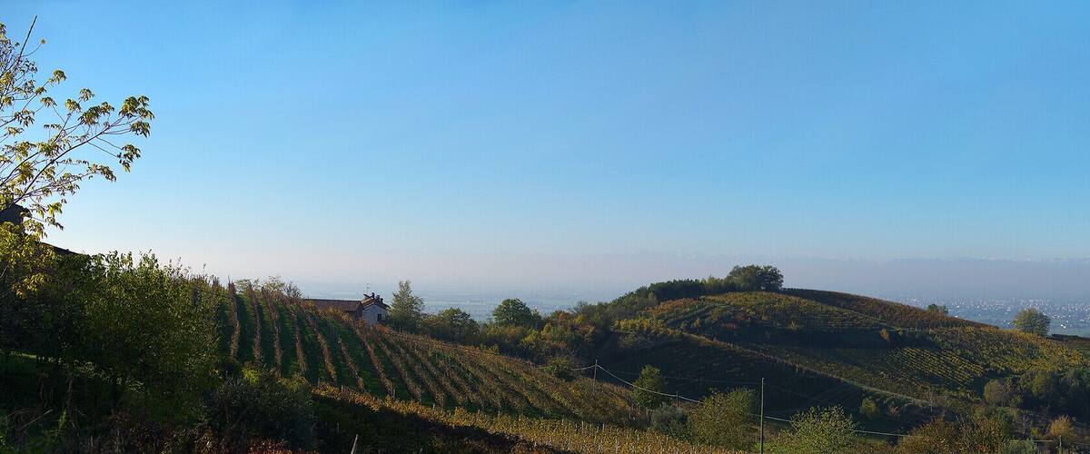 A vineyard on a hillside with a distant view of a city and snow-capped mountains.