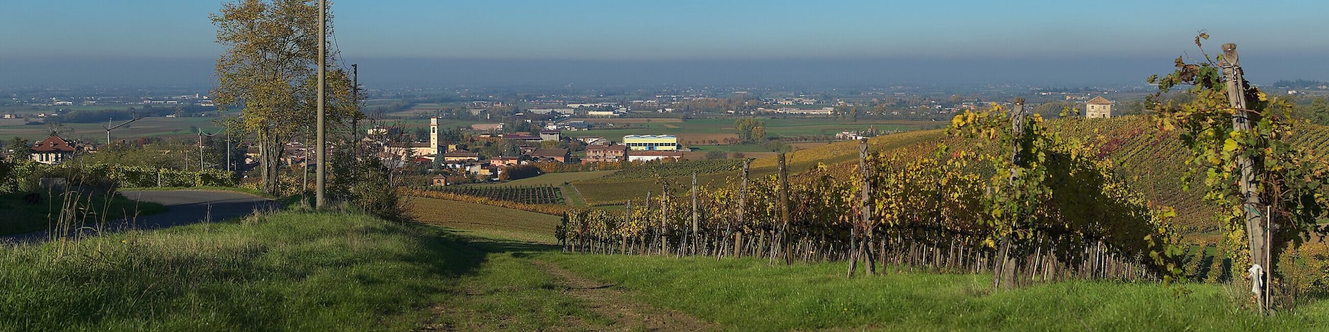 A vineyard with rows of grapevines, a distant town with a prominent tower, and a clear blue sky.
