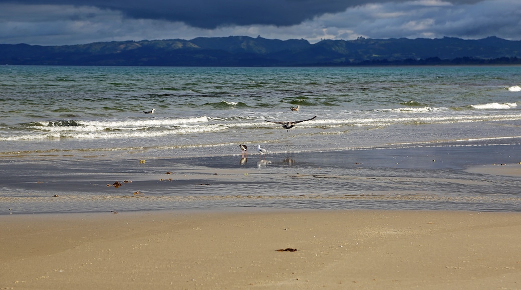 Birds on Bream Bay - New Zealand