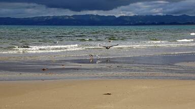 Birds on Bream Bay - New Zealand