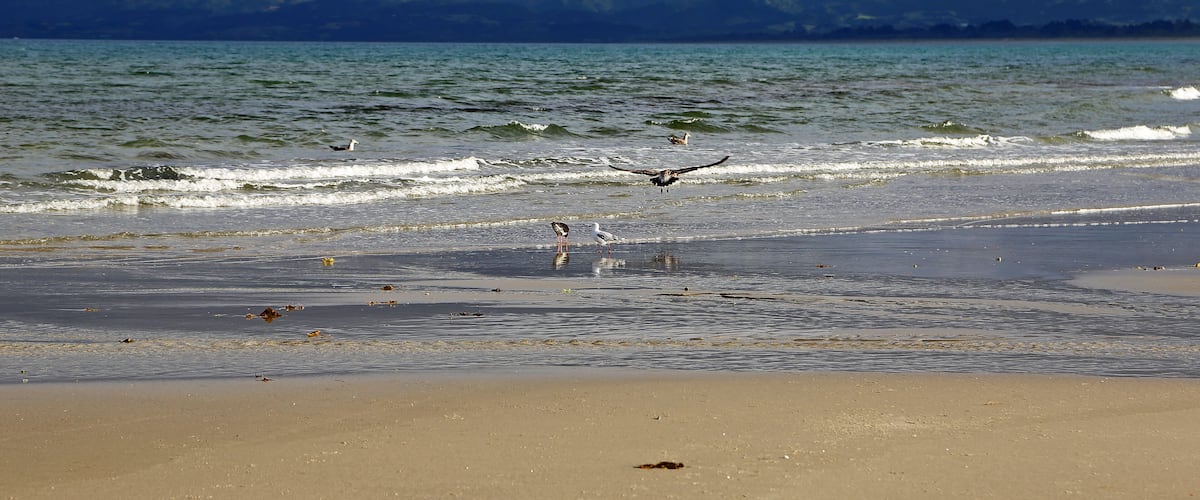 A beach with waves, a seagull, and mountains in the background.
