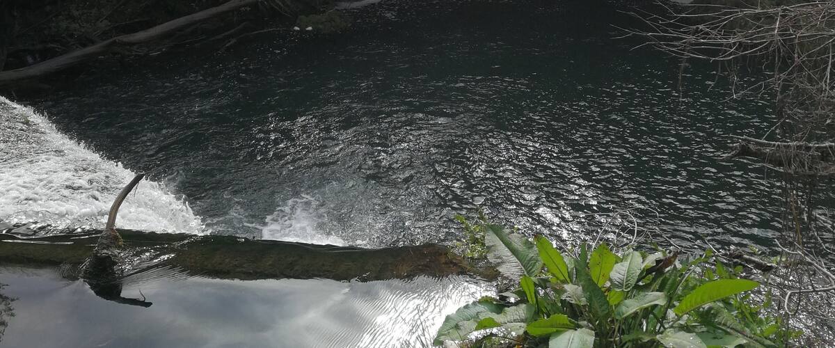 A river flowing through a forested area with dense trees and a small waterfall.