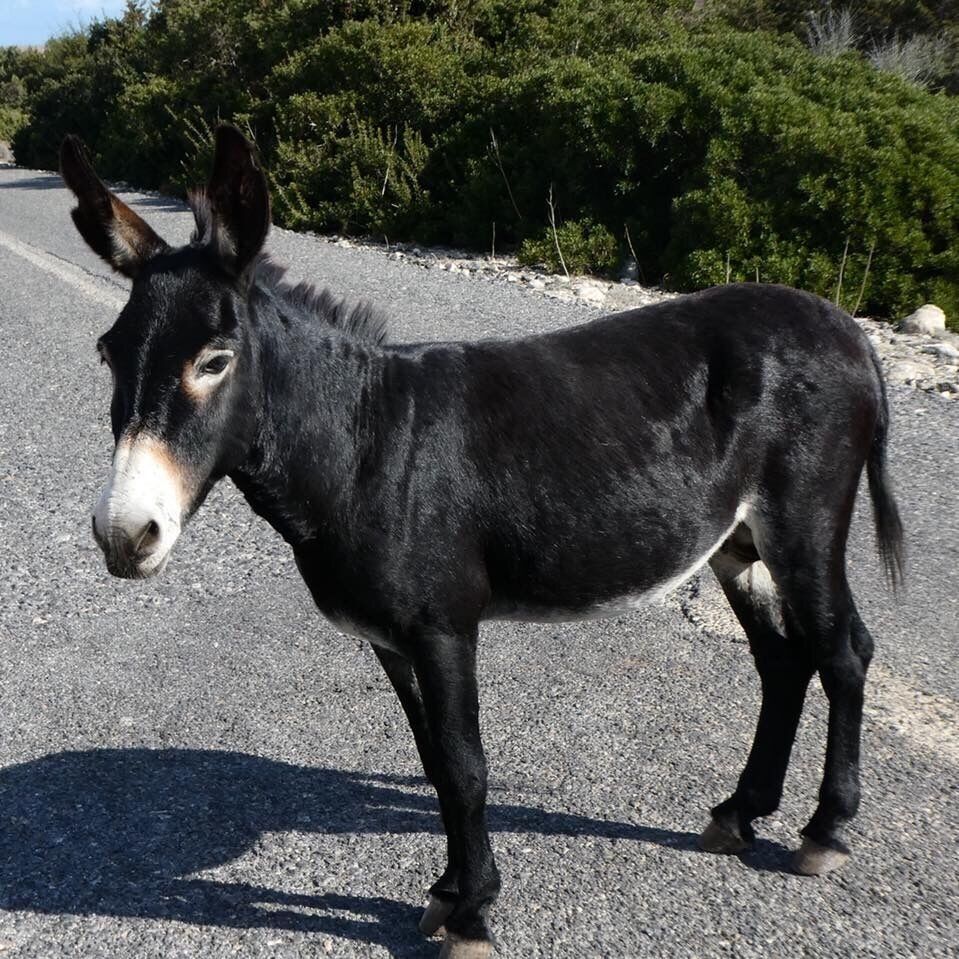 Home to wild donkeys who will block the road hoping you’ll feed them!