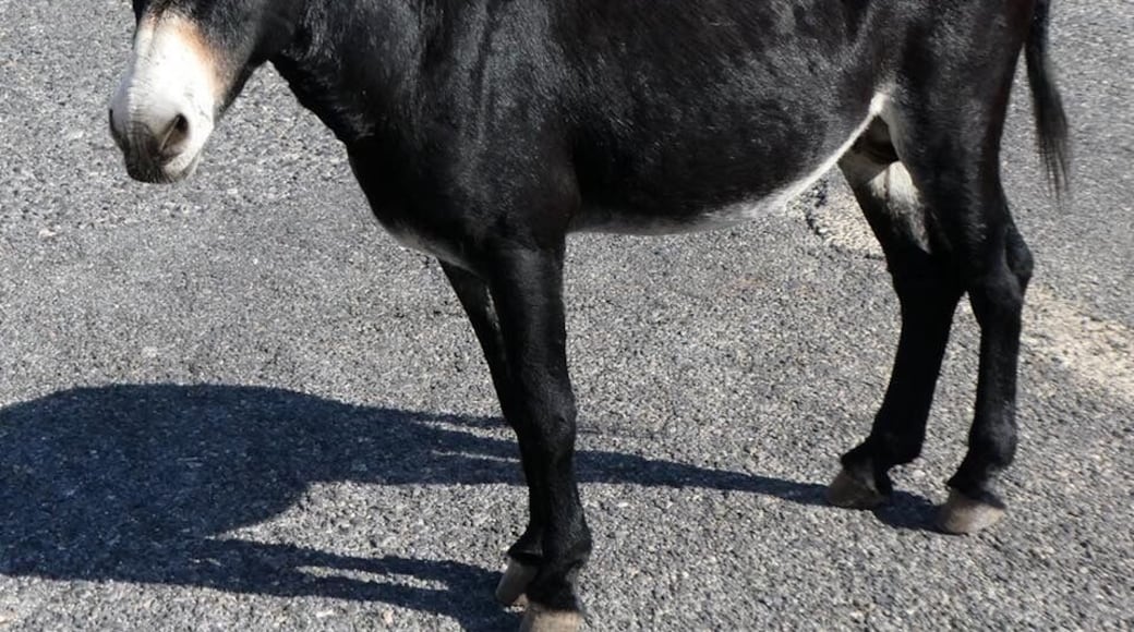 Home to wild donkeys who will block the road hoping you’ll feed them!
