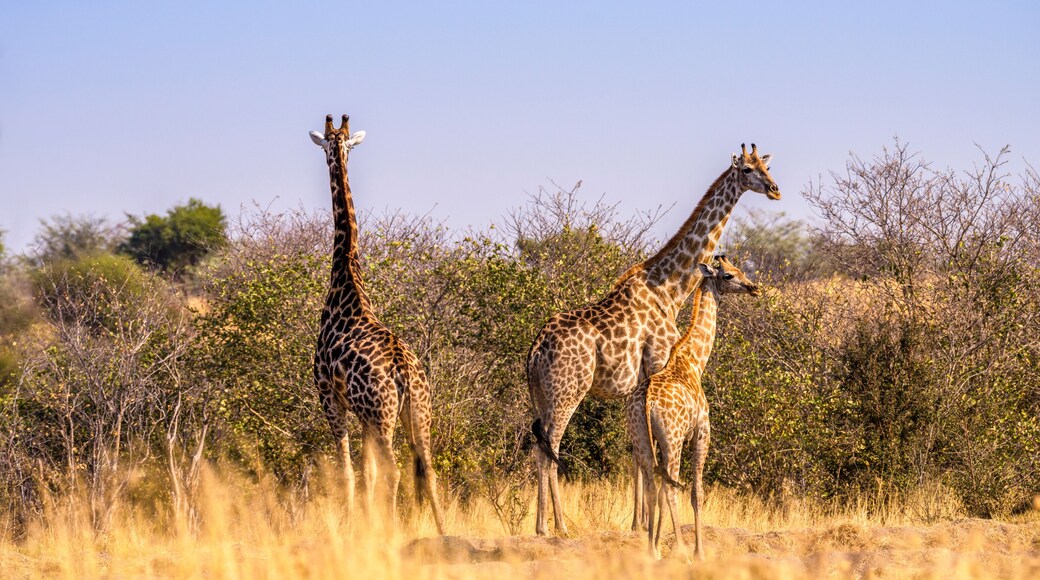 Giraffes, Savuti, Botswana
