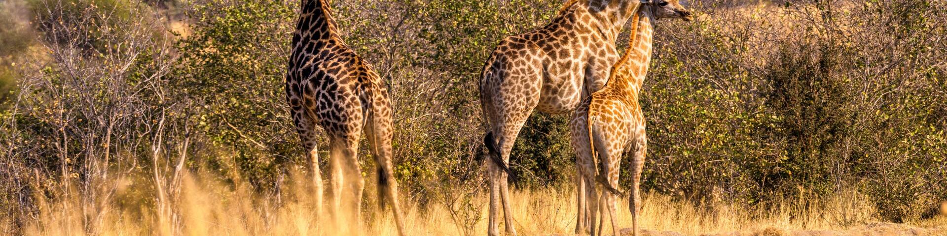 Giraffes, Savuti, Botswana