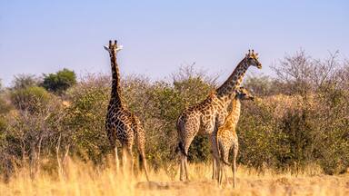 Twee giraffen staan in een grasveld met enkele bomen op de achtergrond.