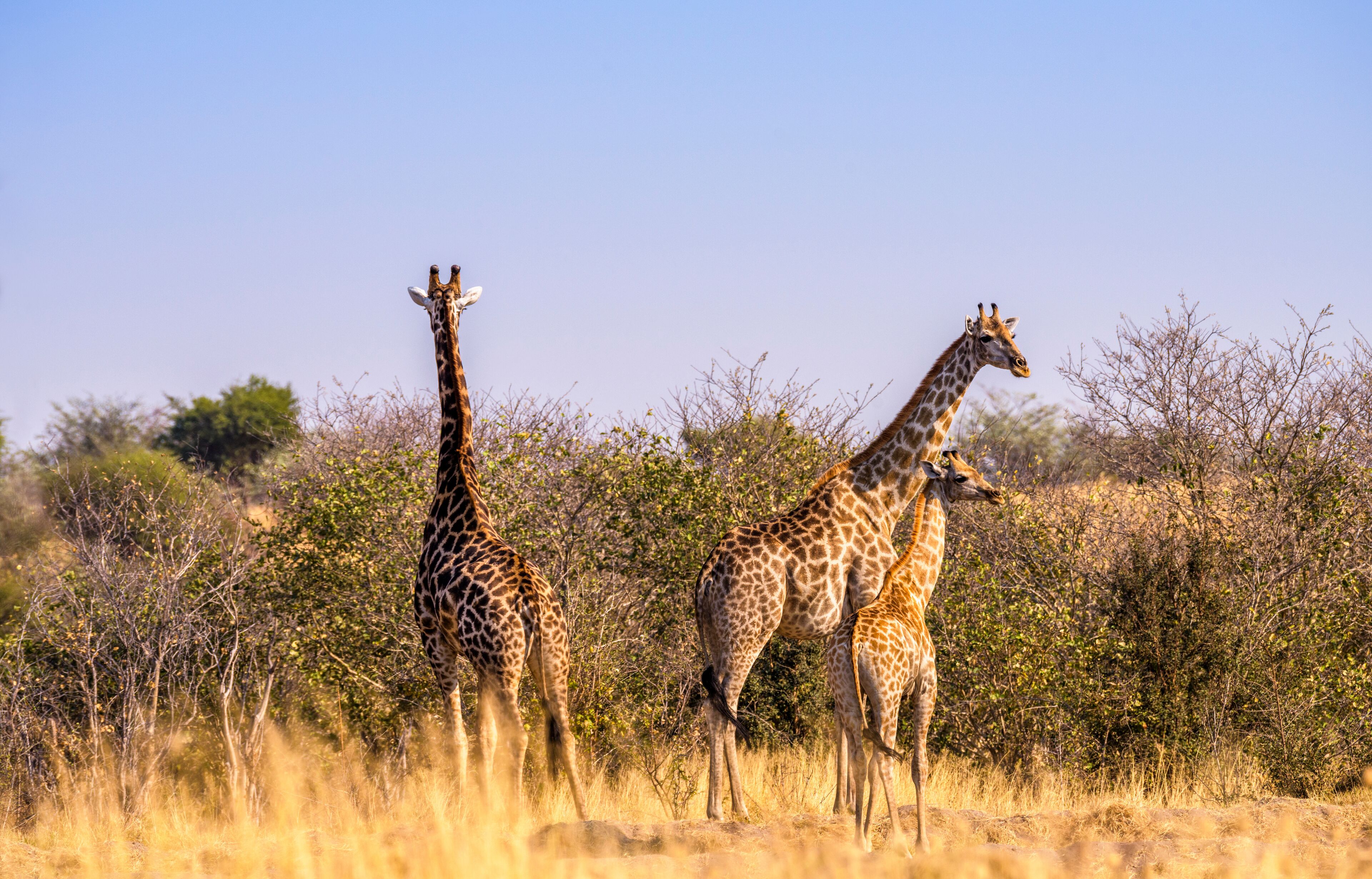 Two giraffes standing in a grassy field with sparse trees in the background.