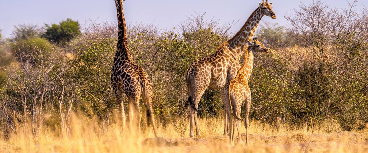 Two giraffes standing in a grassy field with sparse trees in the background.