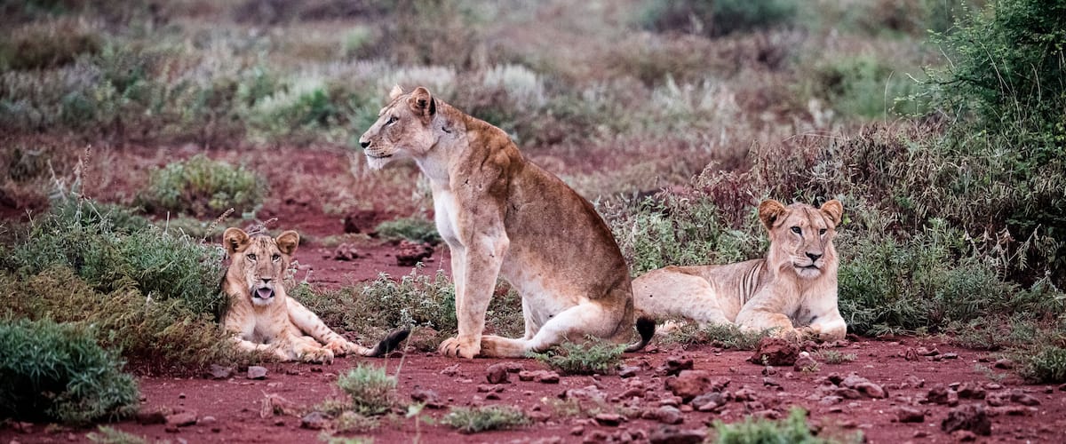 Three lions resting on a red dirt path surrounded by green shrubs.