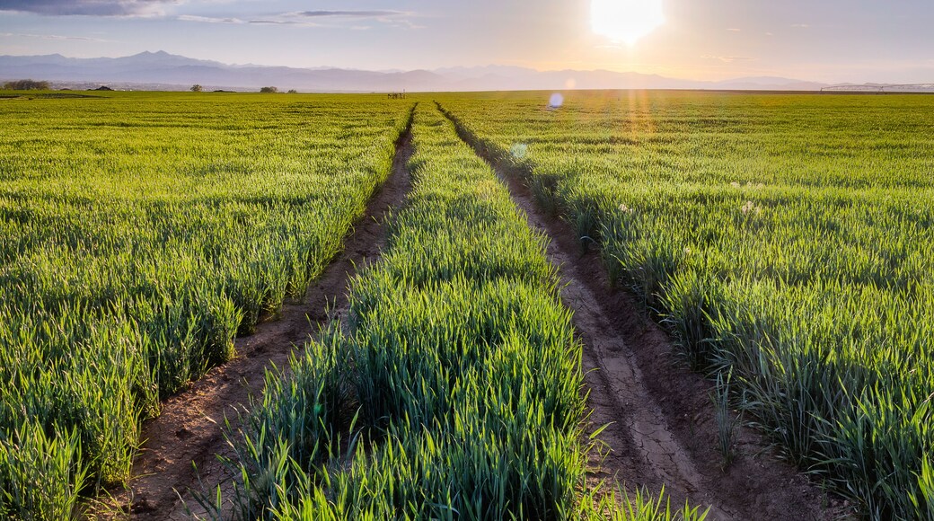 Looking down a dirt road in green fields with the sun illuminating a blue sky and mountains