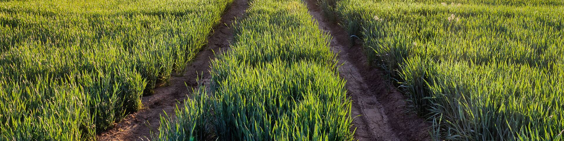 Looking down a dirt road in green fields with the sun illuminating a blue sky and mountains