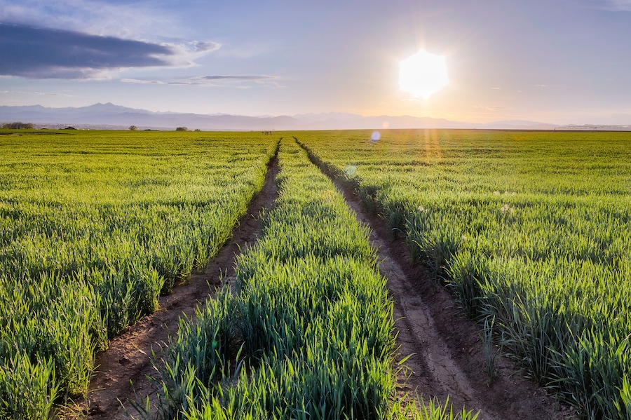 Looking down a dirt road in green fields with the sun illuminating a blue sky and mountains