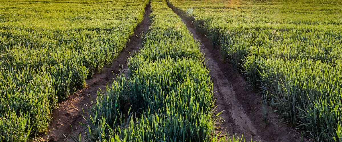 A field with a dirt path leading to a mountain range in the distance.
