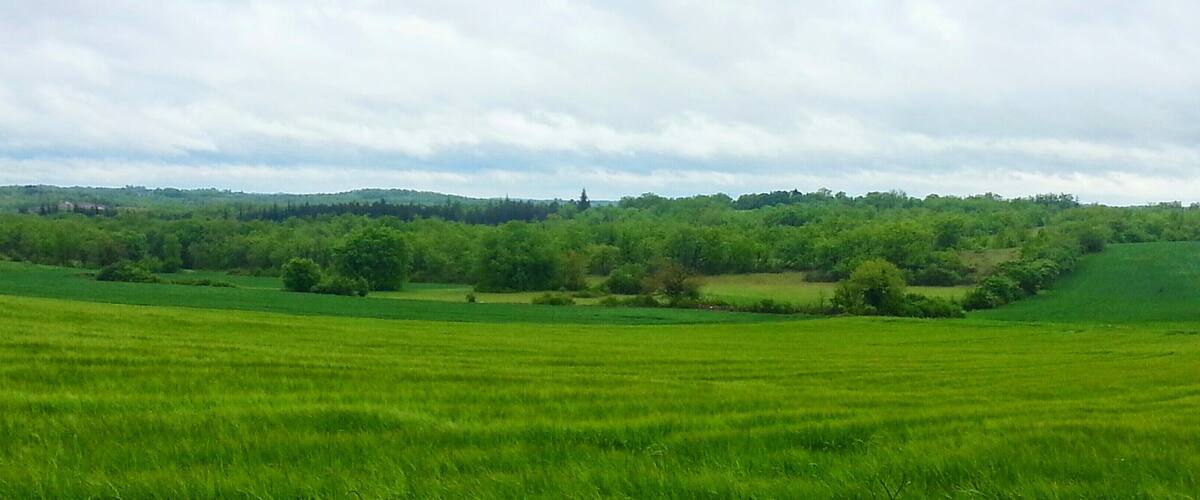 A lush green field with rolling hills and a dense forest in the background.
